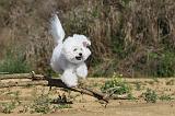 BICHON FRISE 264